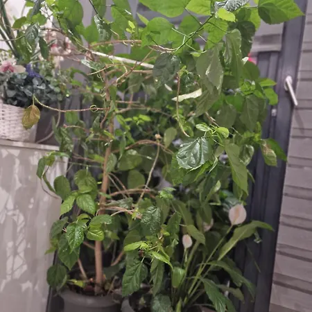 Appartamento Urbano Burada No52a Constanţa