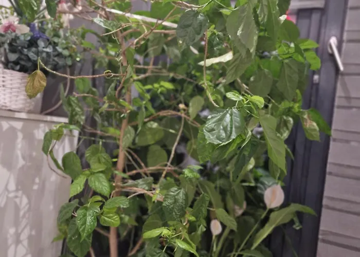 Апартаменты Urbano Burada No52a Констанца